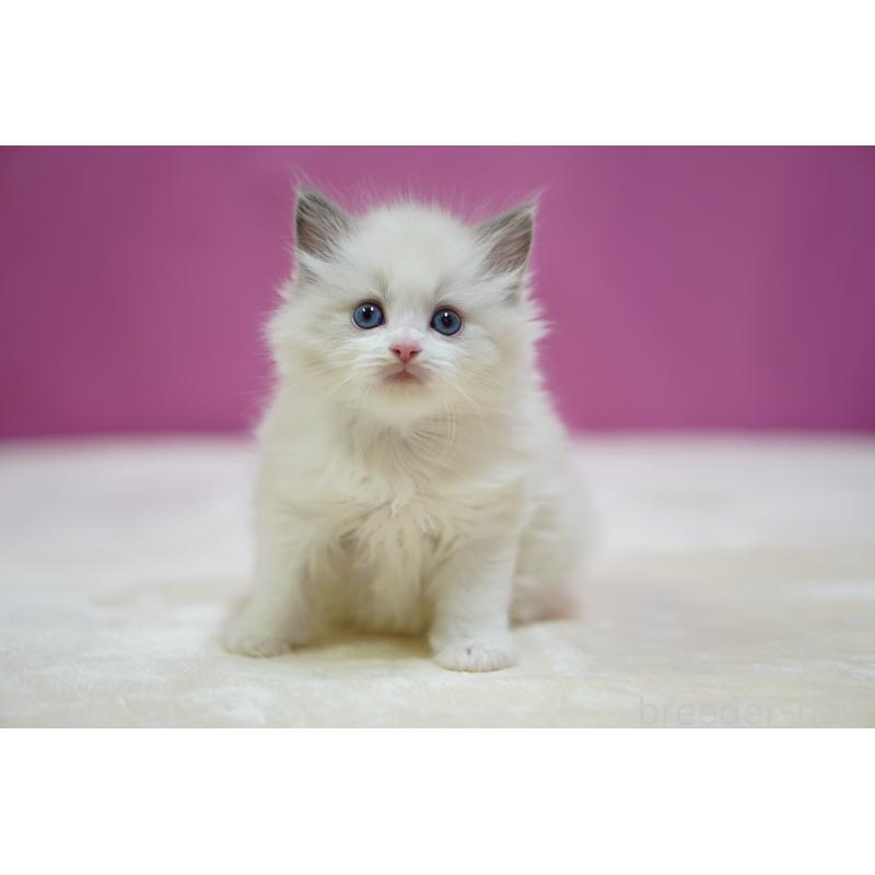 販売中の埼玉県のラグドール-134576の4枚目