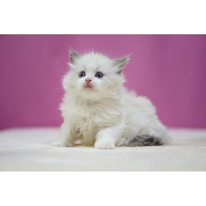 販売中の埼玉県のラグドール-134576の3枚目