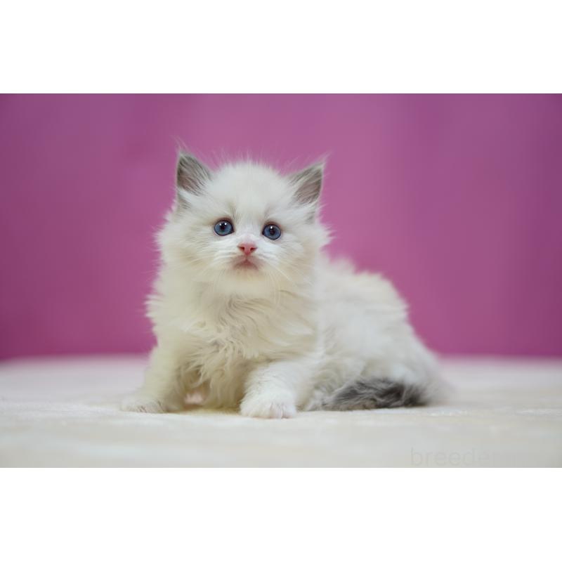 販売中の埼玉県のラグドール-134576の2枚目