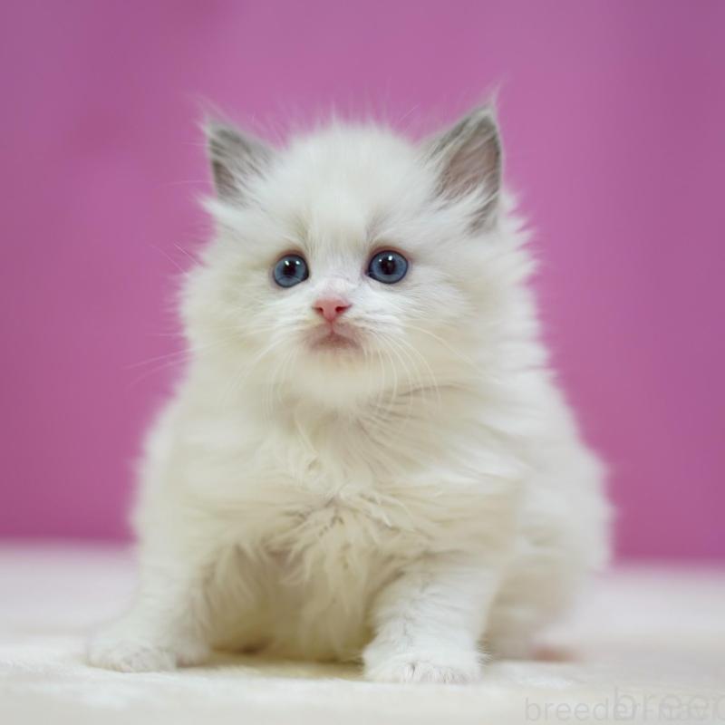 販売中の埼玉県のラグドール-134576