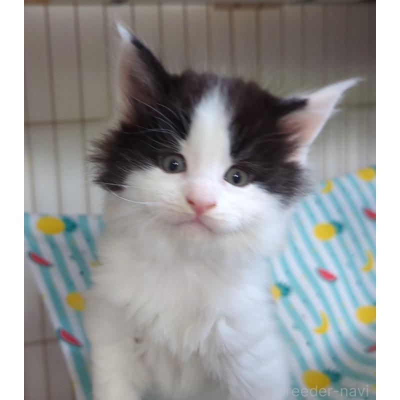 販売中の愛媛県のメインクーン-134578の5枚目