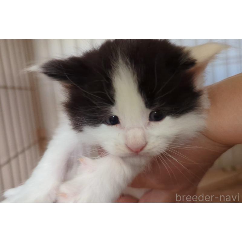 販売中の愛媛県のメインクーン-134578の4枚目