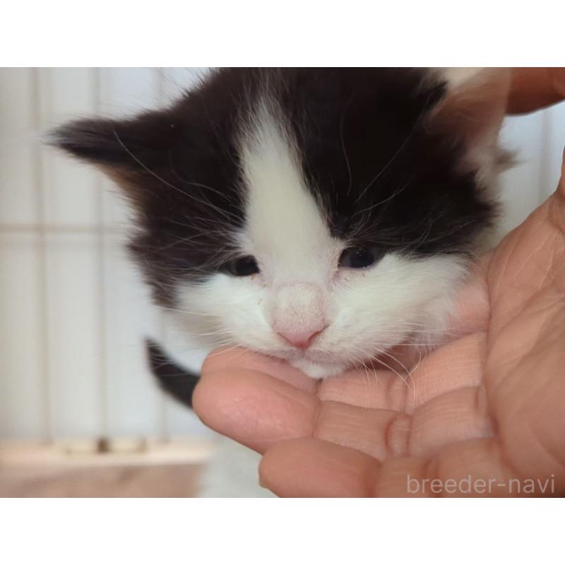 販売中の愛媛県のメインクーン-134578の3枚目