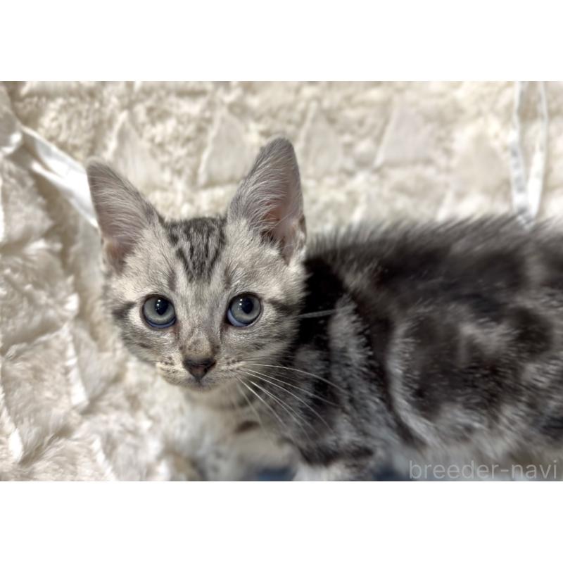 販売中の東京都のアメリカンショートヘア-134577の5枚目