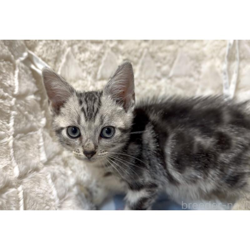 販売中の東京都のアメリカンショートヘア-134577の3枚目