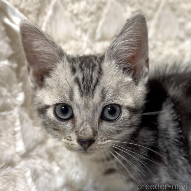 販売中の東京都のアメリカンショートヘア-134577の1枚目