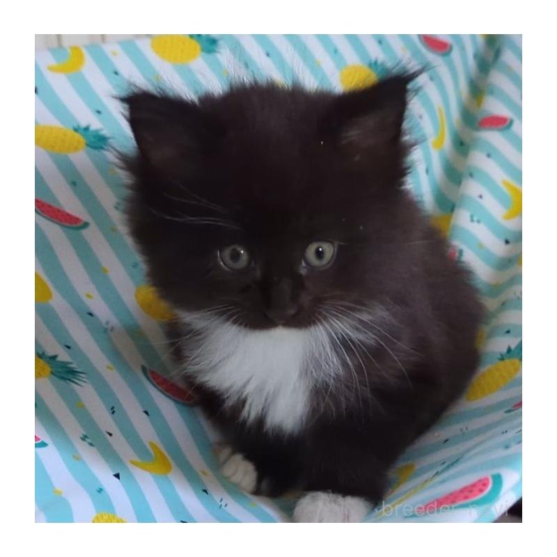 販売中の愛媛県のメインクーン-134579の4枚目