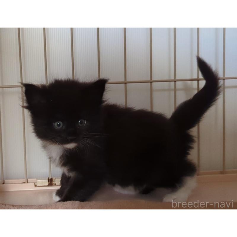 販売中の愛媛県のメインクーン-134579の3枚目