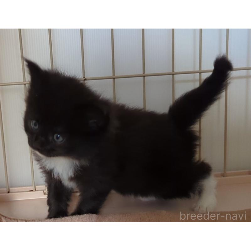 販売中の愛媛県のメインクーン-134579の2枚目