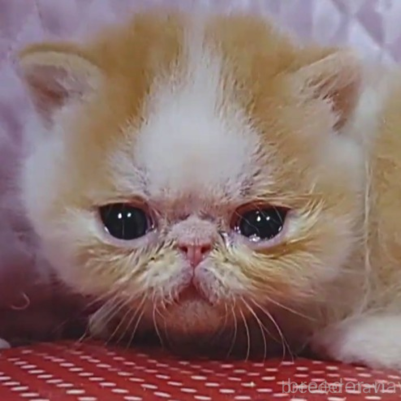 販売中の静岡県のエキゾチックショートヘア-134582