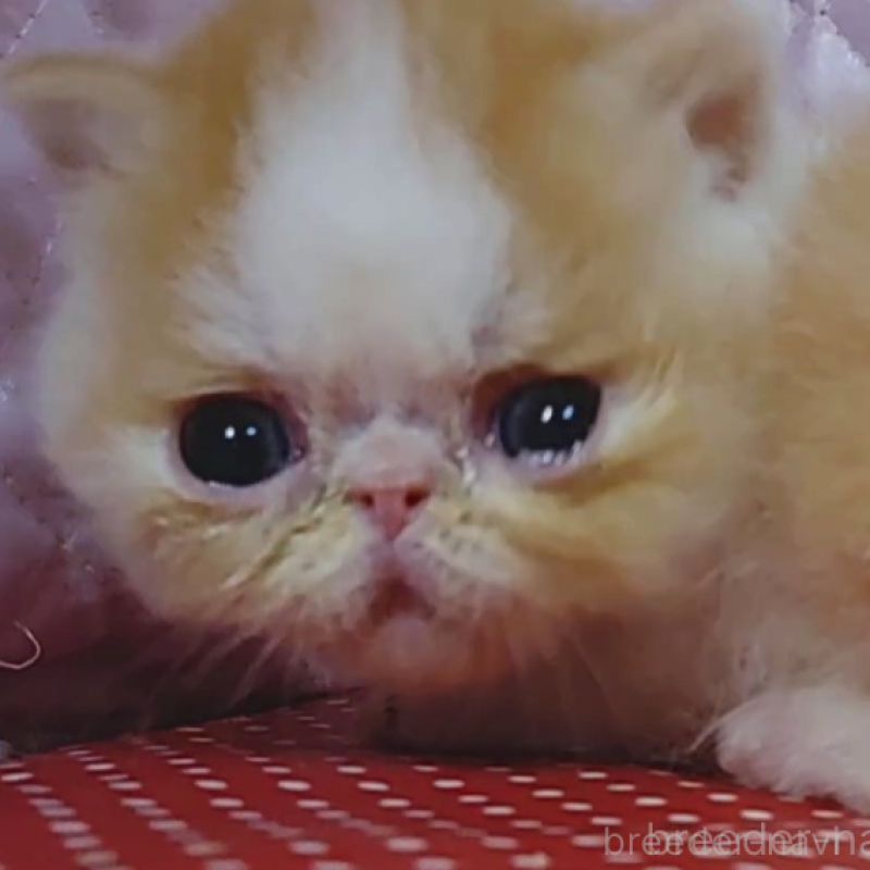 販売中の静岡県のエキゾチックショートヘア-134582の5枚目