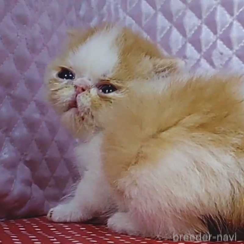 販売中の静岡県のエキゾチックショートヘア-134582の3枚目