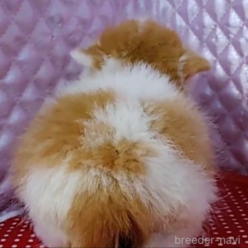 販売中の静岡県のエキゾチックショートヘア-134582の2枚目