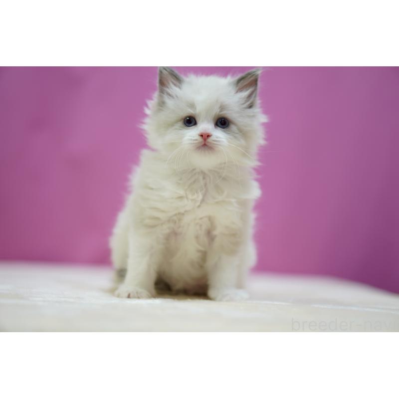 販売中の埼玉県のラグドール-134580の5枚目