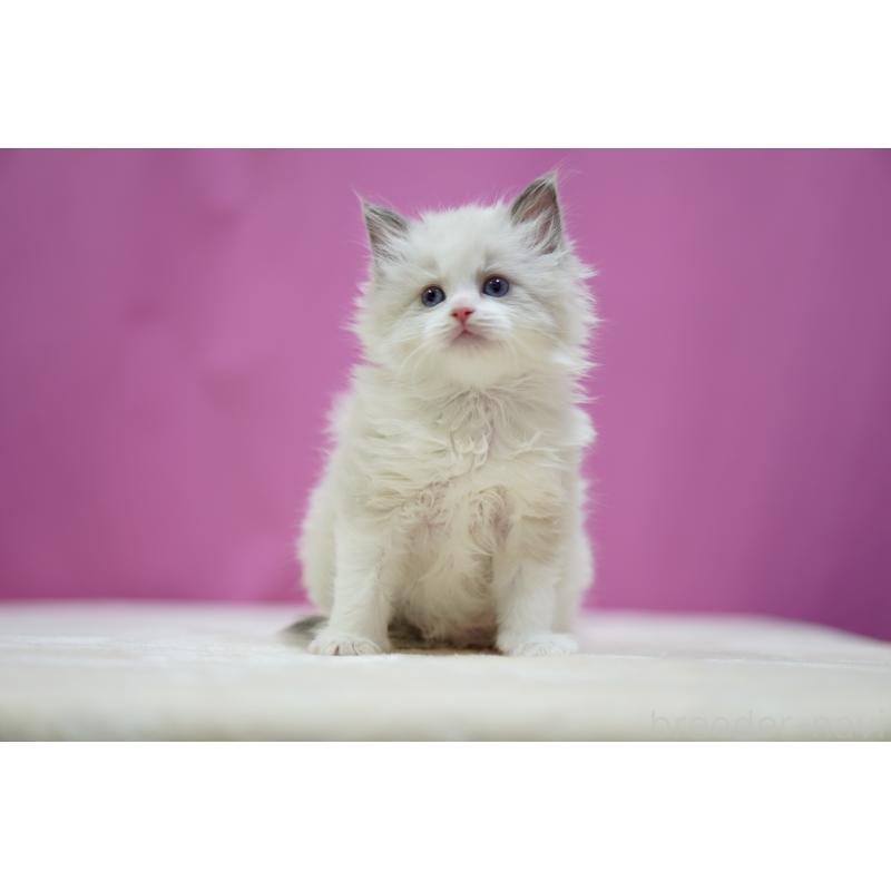 販売中の埼玉県のラグドール-134580の3枚目