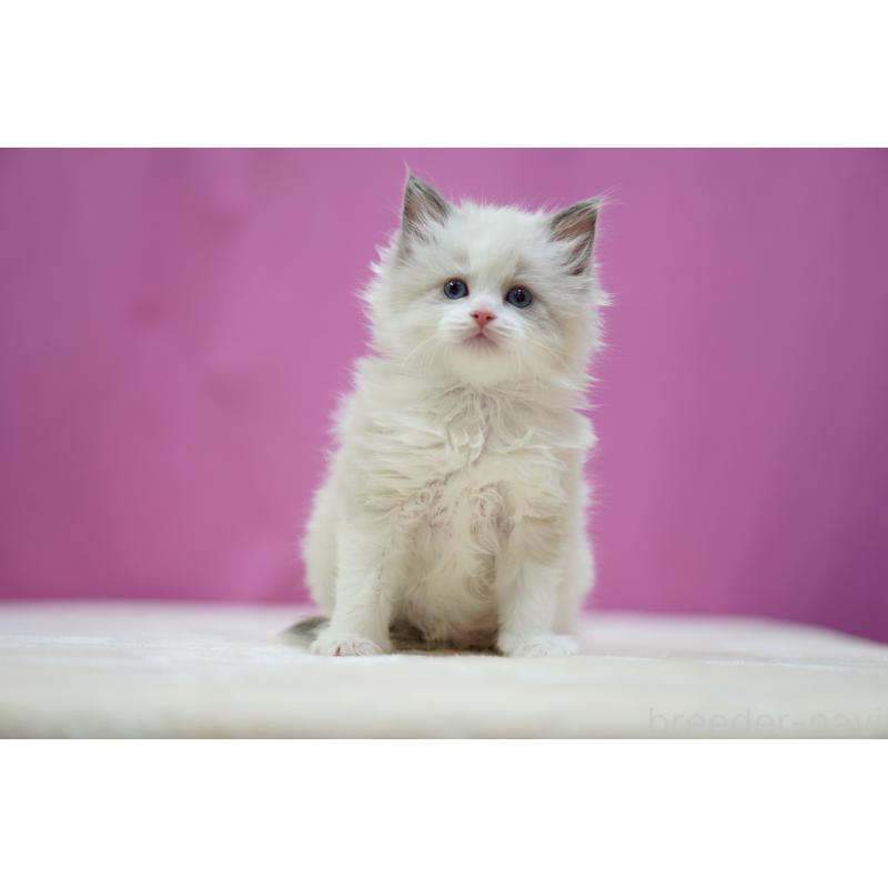 販売中の埼玉県のラグドール-134580の2枚目