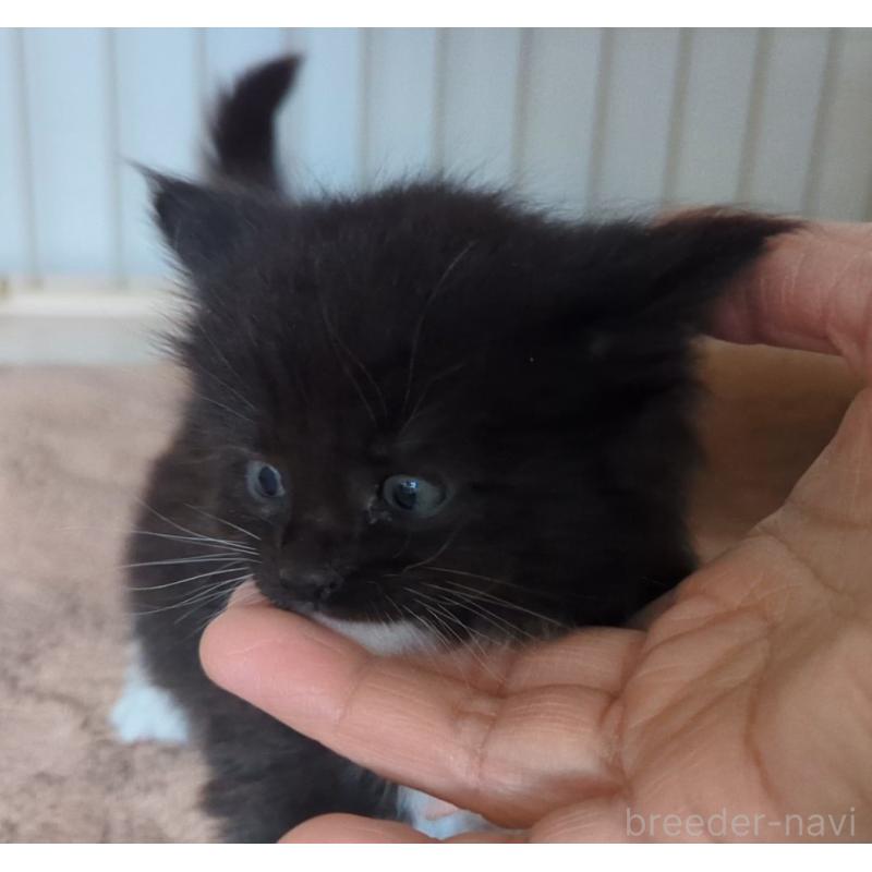 販売中の愛媛県のメインクーン-134581の4枚目