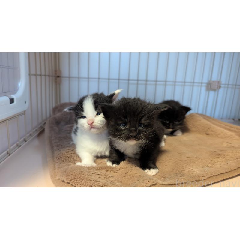 販売中の愛媛県のメインクーン-134581の3枚目