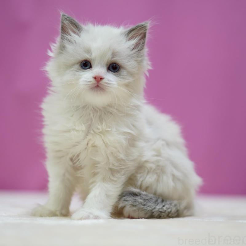 販売中の埼玉県のラグドール-134580