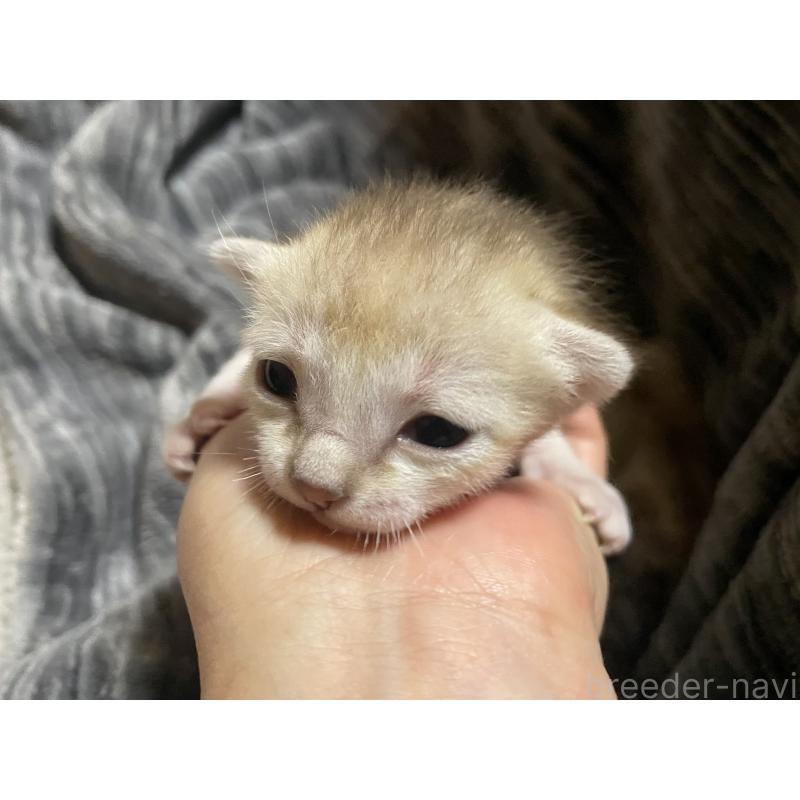 販売中の広島県のシンガプーラ-134583の6枚目