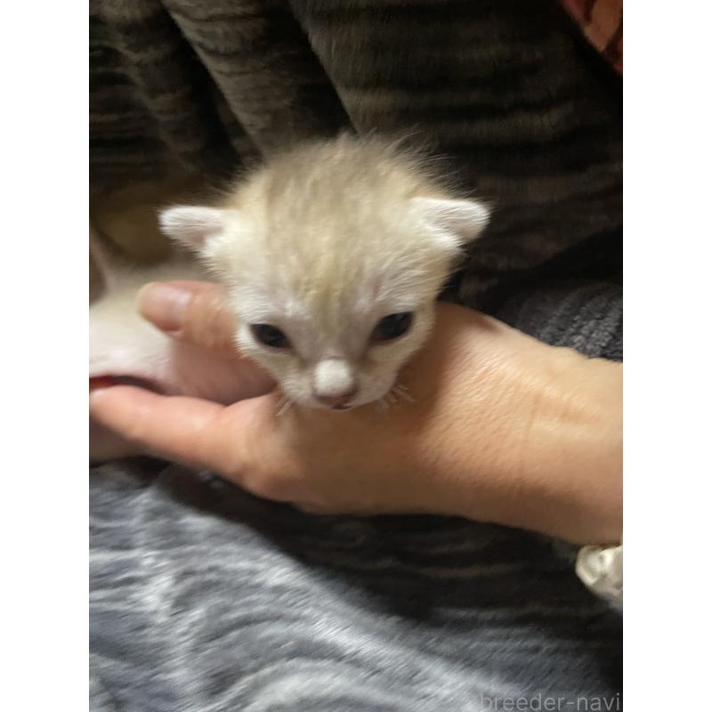 販売中の広島県のシンガプーラ-134583の5枚目