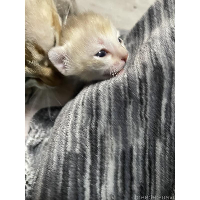 販売中の広島県のシンガプーラ-134583の4枚目