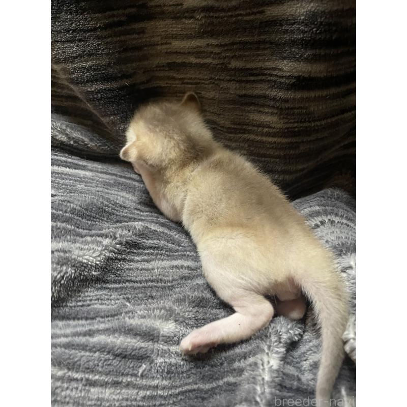 販売中の広島県のシンガプーラ-134583の3枚目