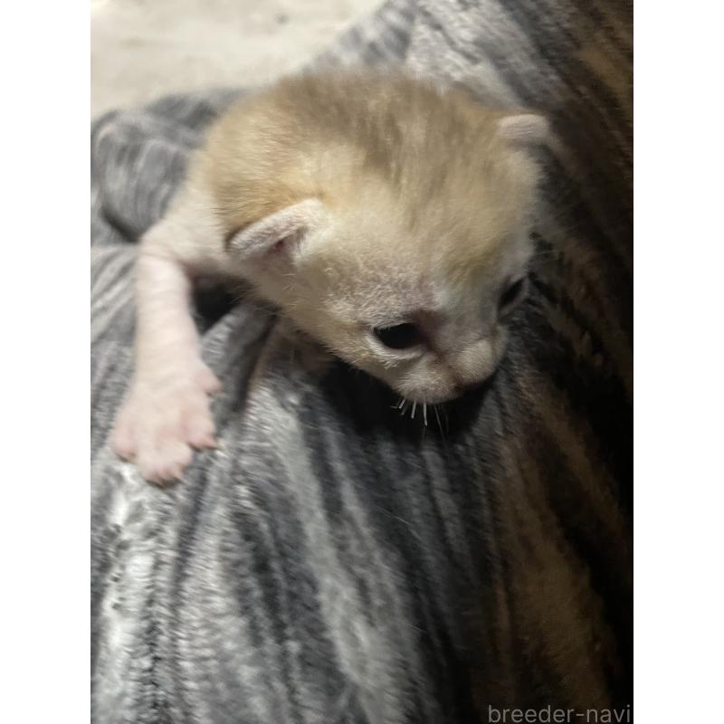 販売中の広島県のシンガプーラ-134583の2枚目