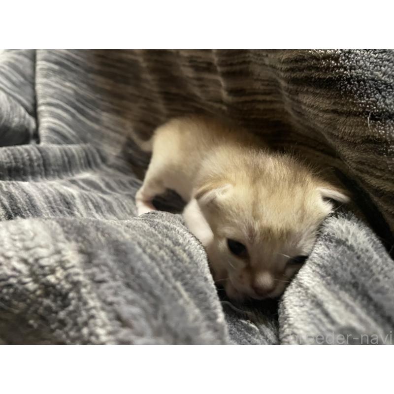 販売中の広島県のシンガプーラ-134585の7枚目