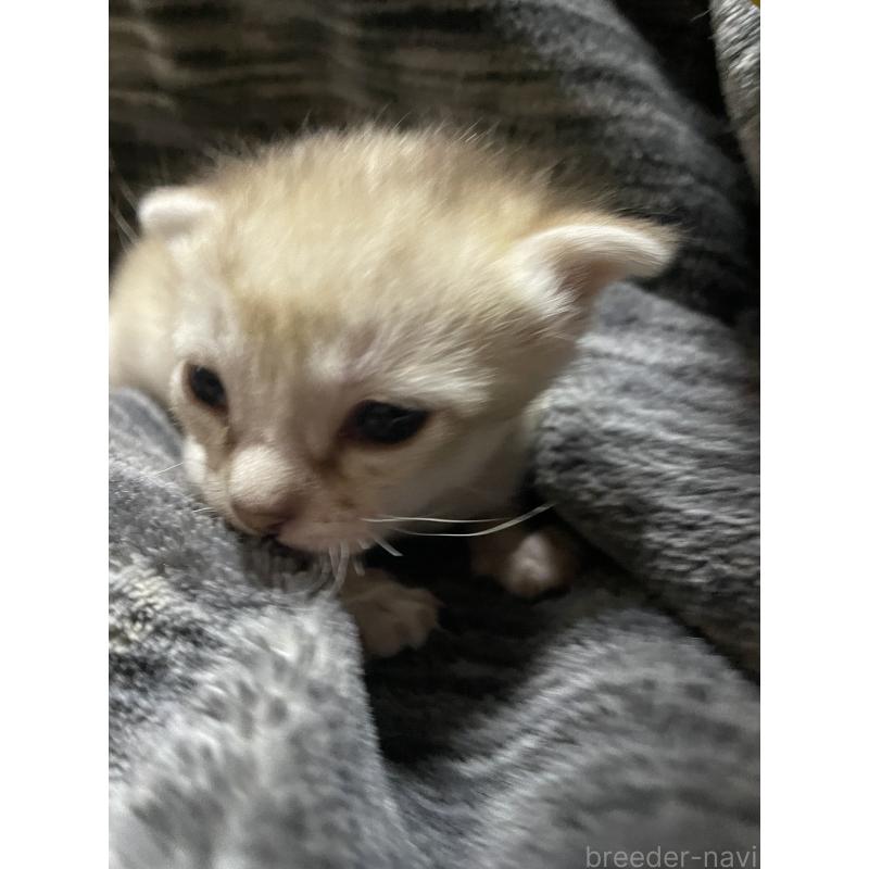 販売中の広島県のシンガプーラ-134585の5枚目