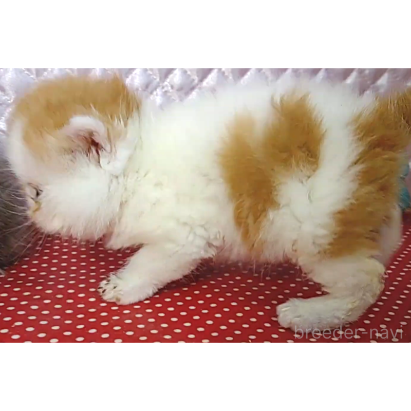 販売中の静岡県のエキゾチックショートヘア-134584の5枚目