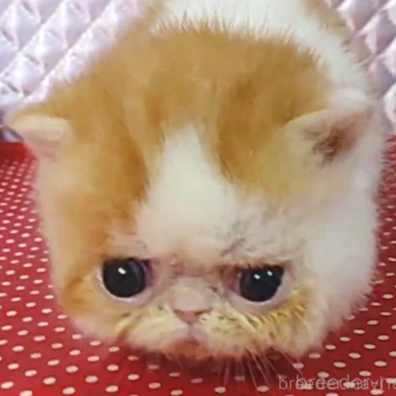 販売中の静岡県のエキゾチックショートヘア-134584