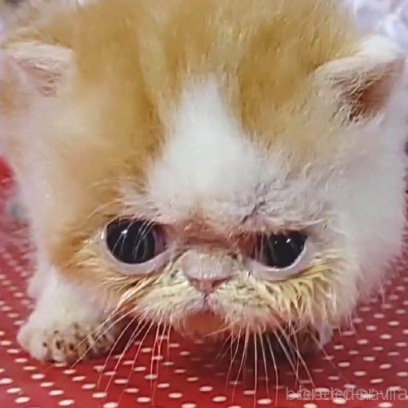 販売中の静岡県のエキゾチックショートヘア-134584の4枚目