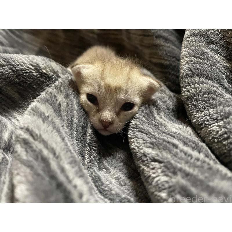 販売中の広島県のシンガプーラ-134585の4枚目