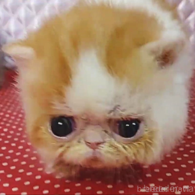 販売中の静岡県のエキゾチックショートヘア-134584の2枚目