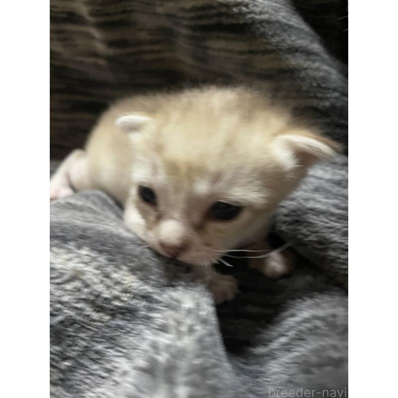 販売中の広島県のシンガプーラ-134585の3枚目