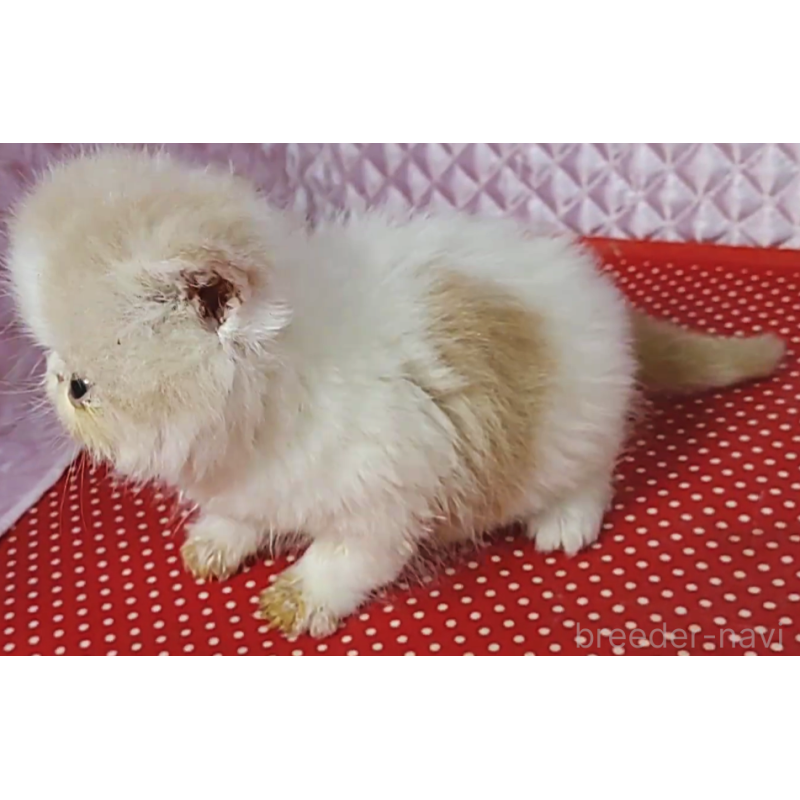 販売中の静岡県のエキゾチックショートヘア-134586の5枚目