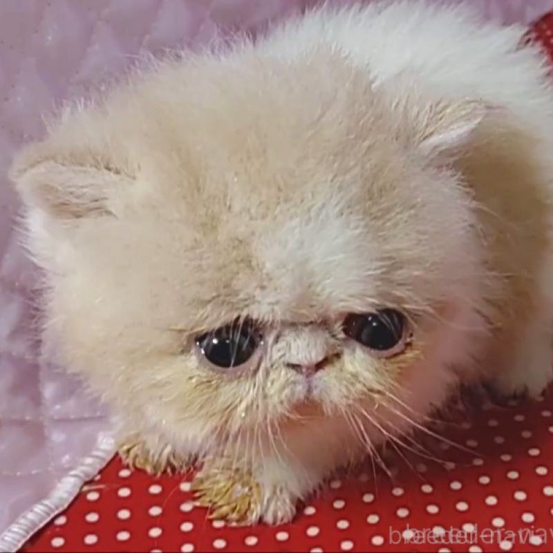 販売中の静岡県のエキゾチックショートヘア-134586の4枚目