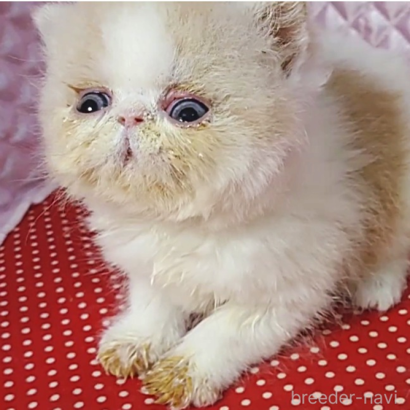 販売中の静岡県のエキゾチックショートヘア-134586の2枚目