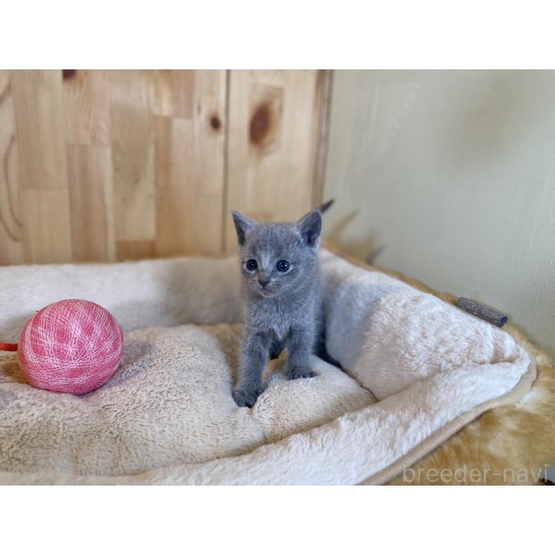 販売中の長野県のロシアンブルー-134587の8枚目