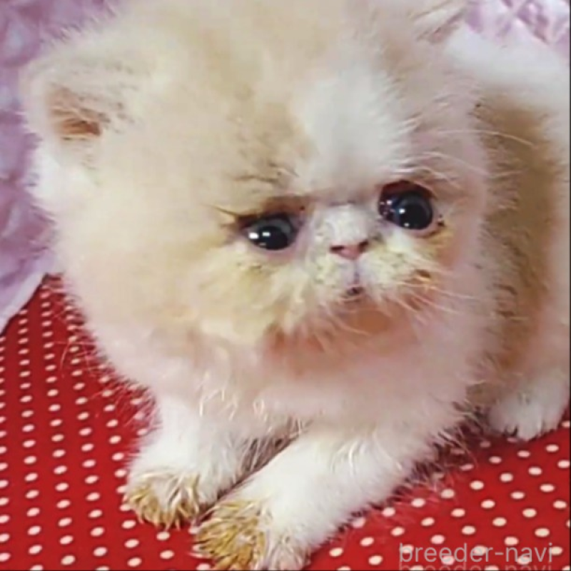 販売中の静岡県のエキゾチックショートヘア-134586