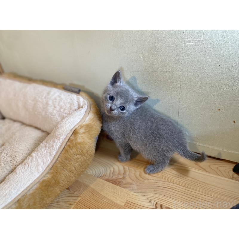 販売中の長野県のロシアンブルー-134587の7枚目