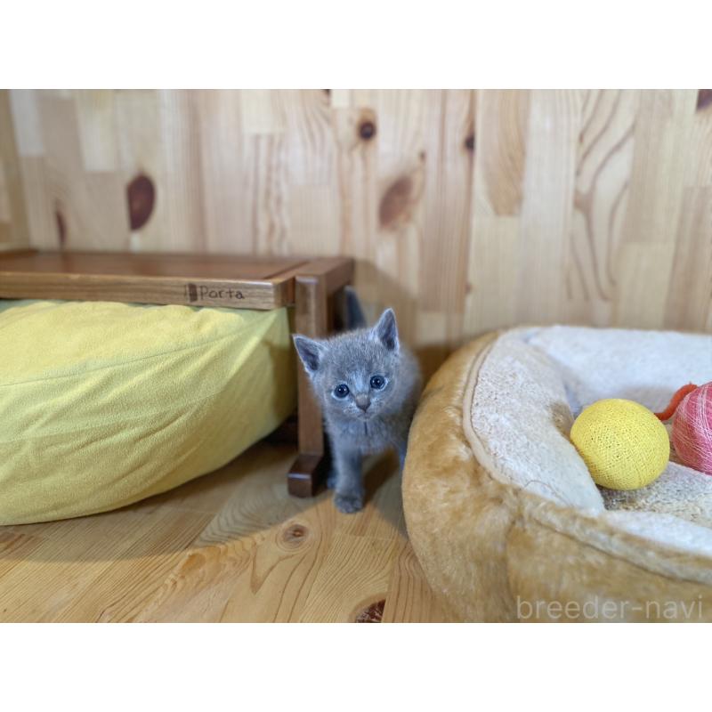 販売中の長野県のロシアンブルー-134587の5枚目