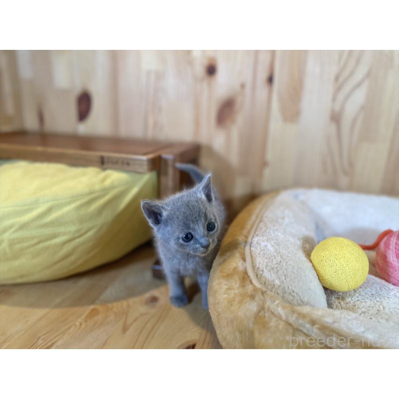 販売中の長野県のロシアンブルー-134587の4枚目