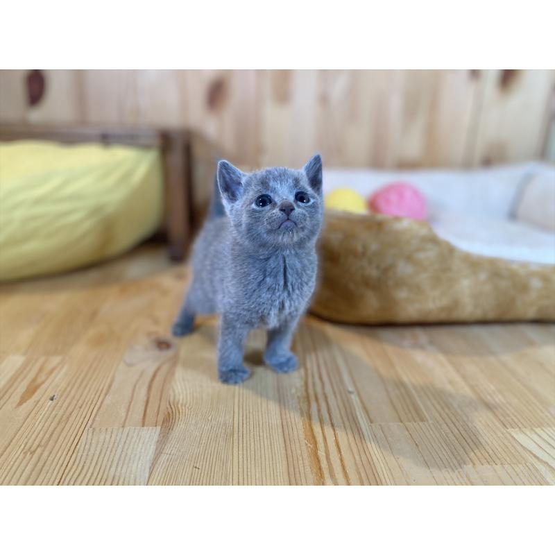 販売中の長野県のロシアンブルー-134587の3枚目