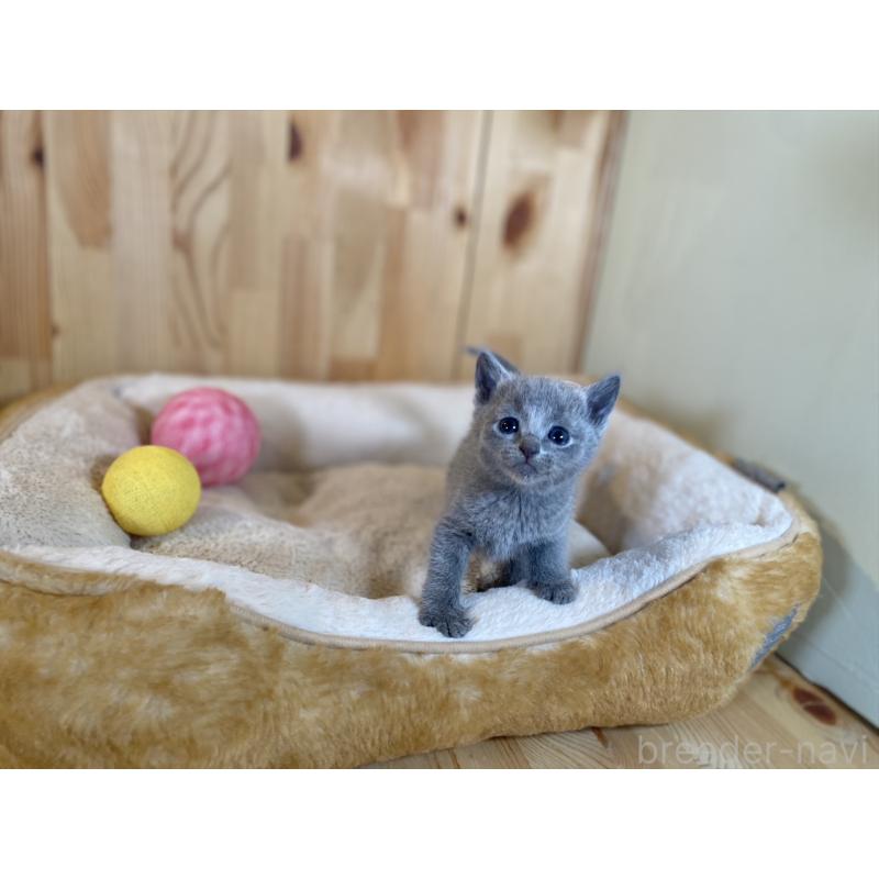 販売中の長野県のロシアンブルー-134587の2枚目