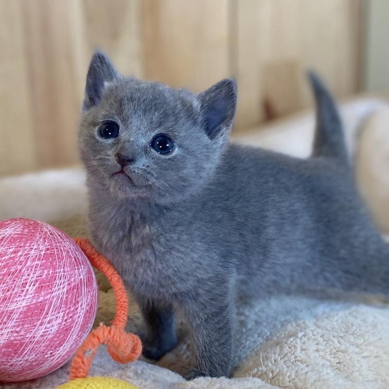 販売中の長野県のロシアンブルー-134588の1枚目