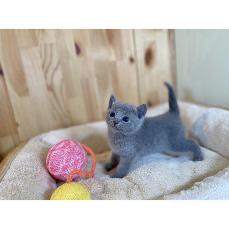 販売中の長野県のロシアンブルー-134588の7枚目