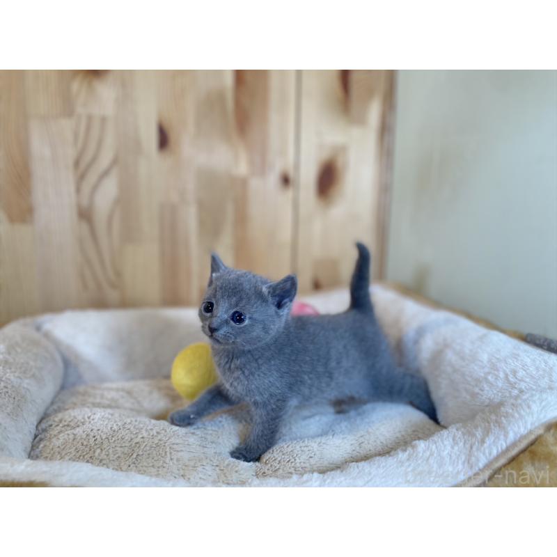 販売中の長野県のロシアンブルー-134588の8枚目