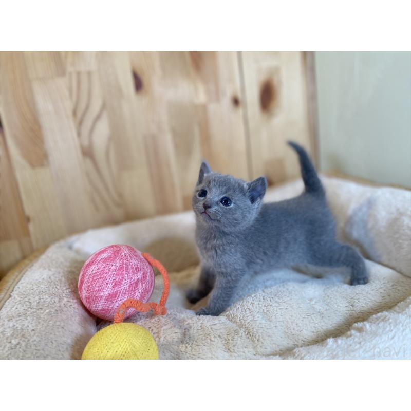 販売中の長野県のロシアンブルー-134588の6枚目